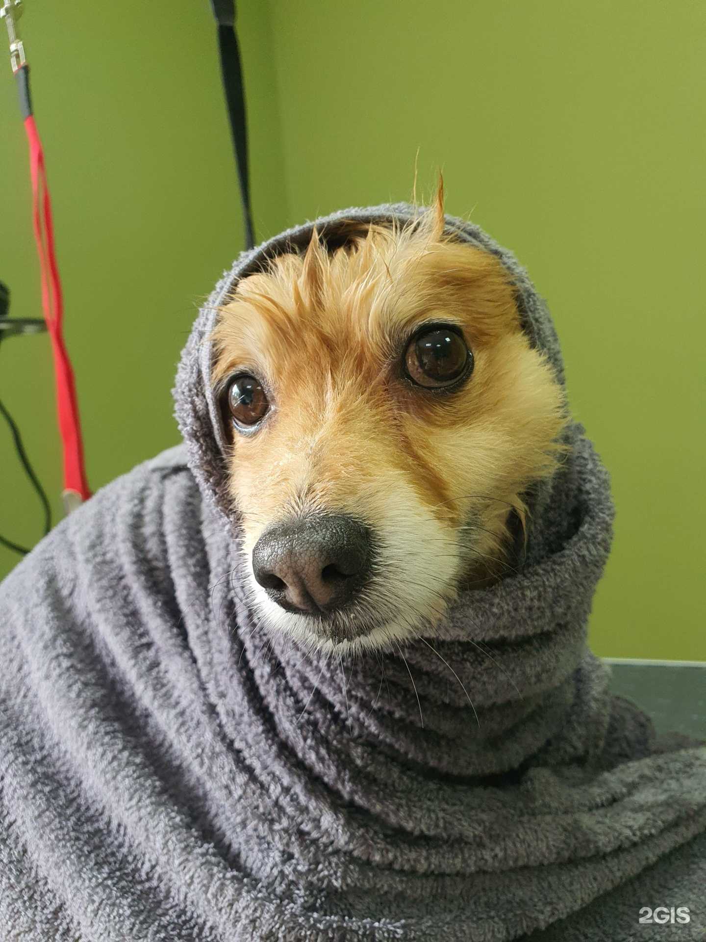 Отзывы на компанию Котопесъ в г. Чита c фото