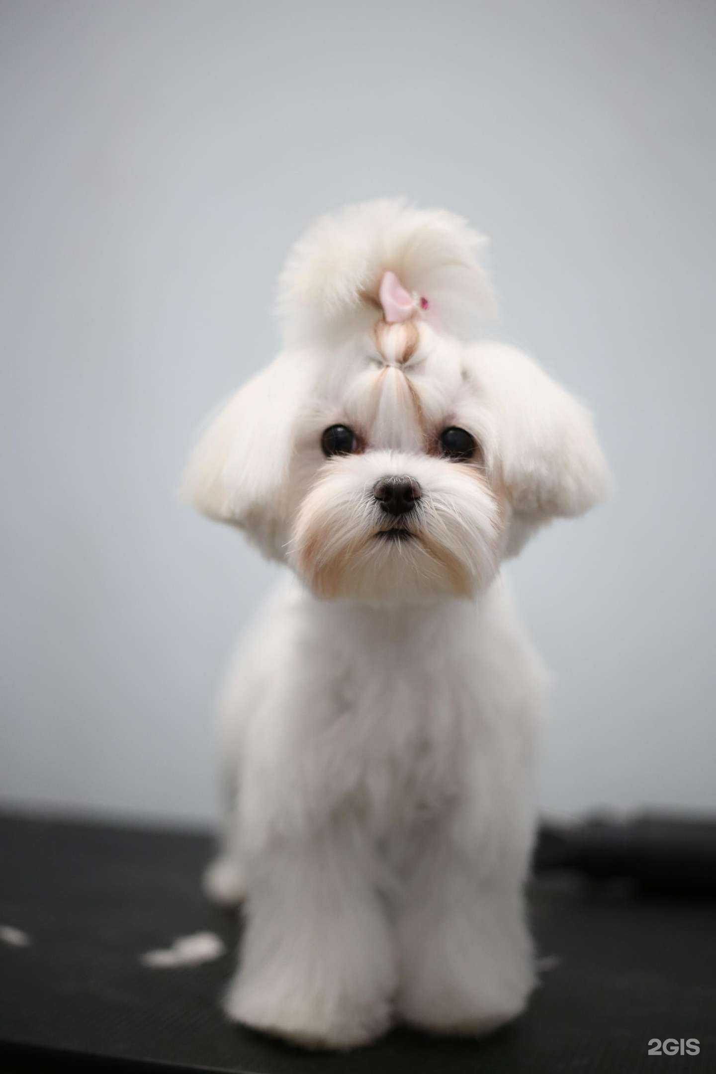 Отзывы на компанию Groomstar в г. Ростов-на-Дону c фото