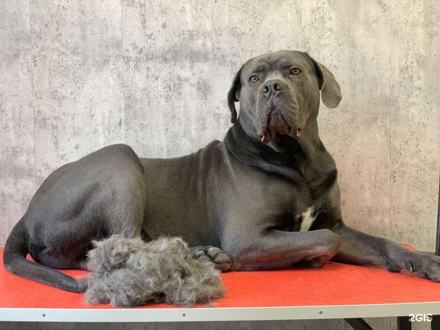 Отзывы на компанию Маленький принц в Барнауле c фото