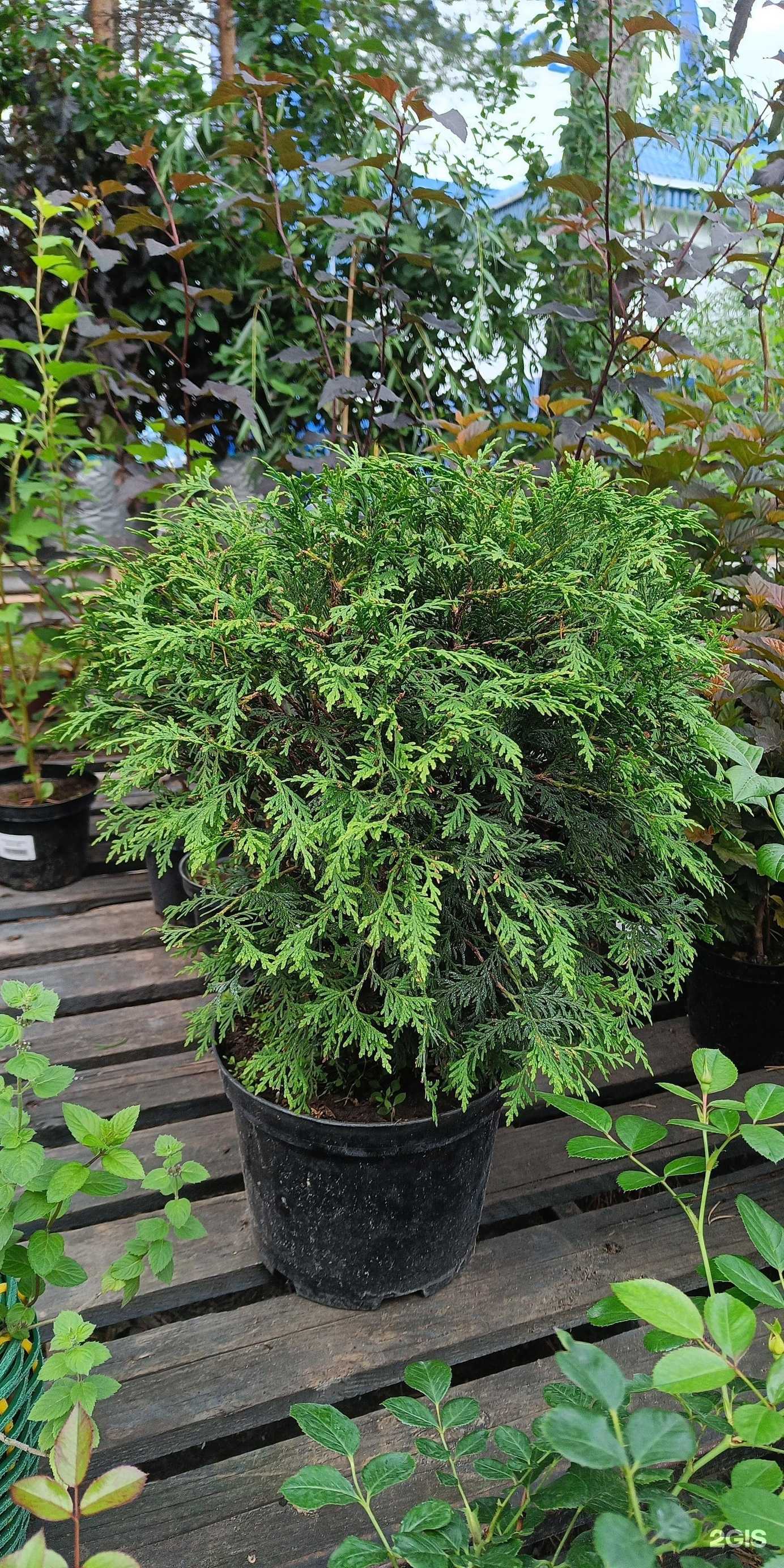 Отзывы на компанию Садовая ярмарка в г. Сургут c фото