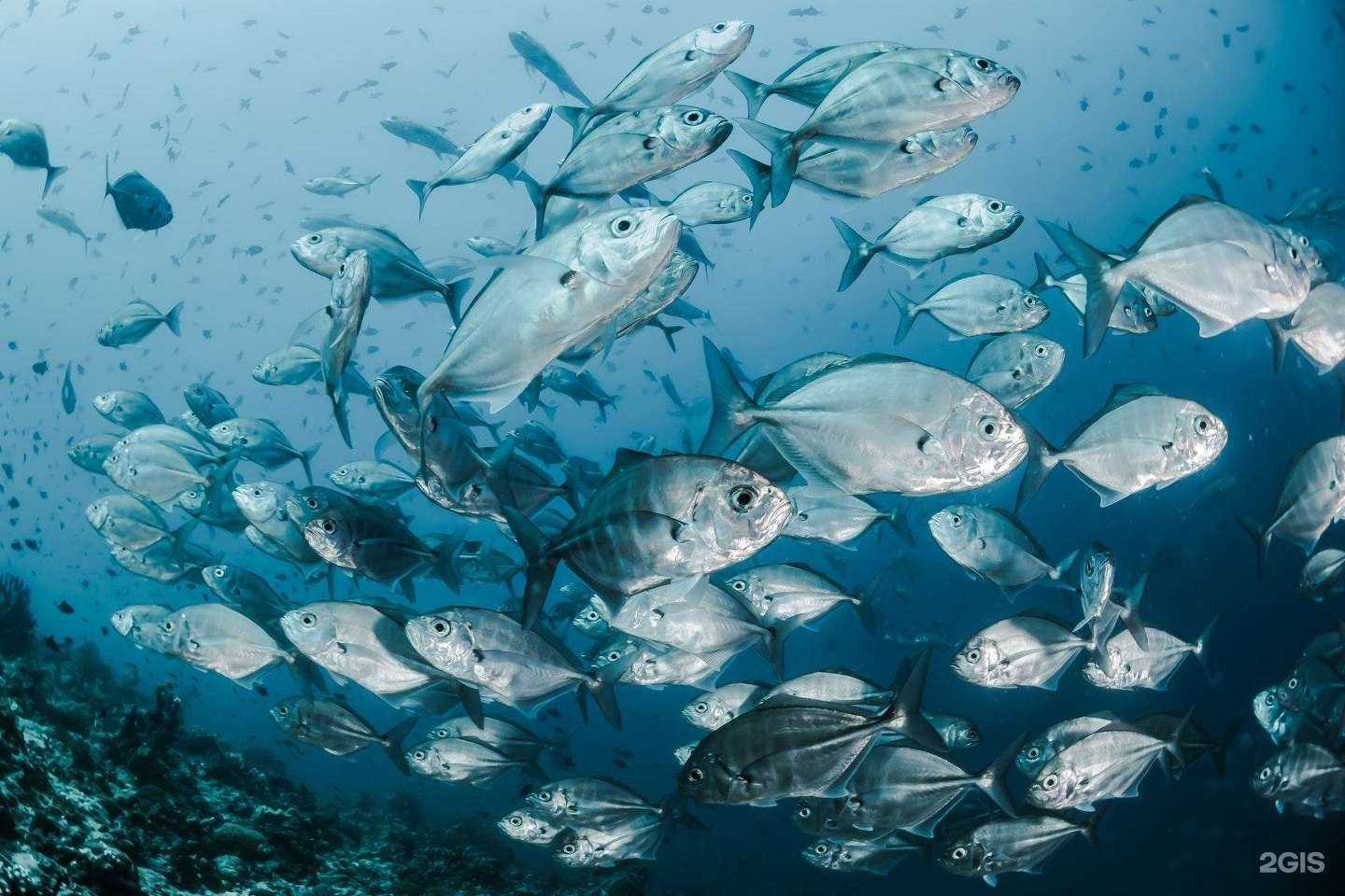 Отзывы на компанию Первый рыбный в Екатеринбурге c фото