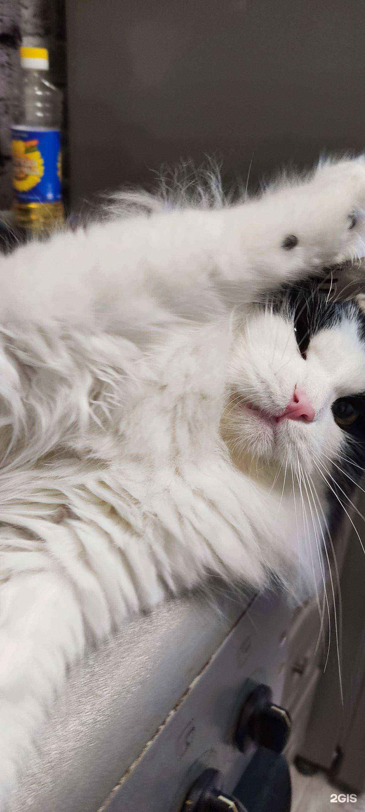 Отзывы на компанию Зооотель в Челябинске c фото