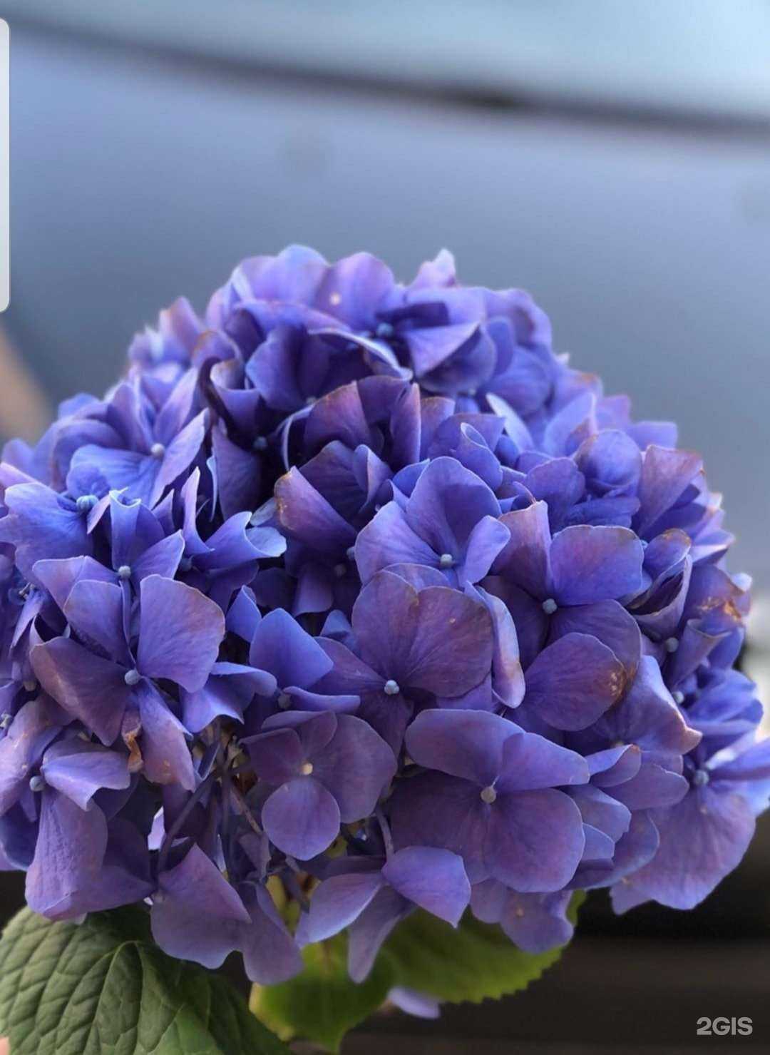 Отзывы на компанию Цветочные люди в г. Ставрополь c фото