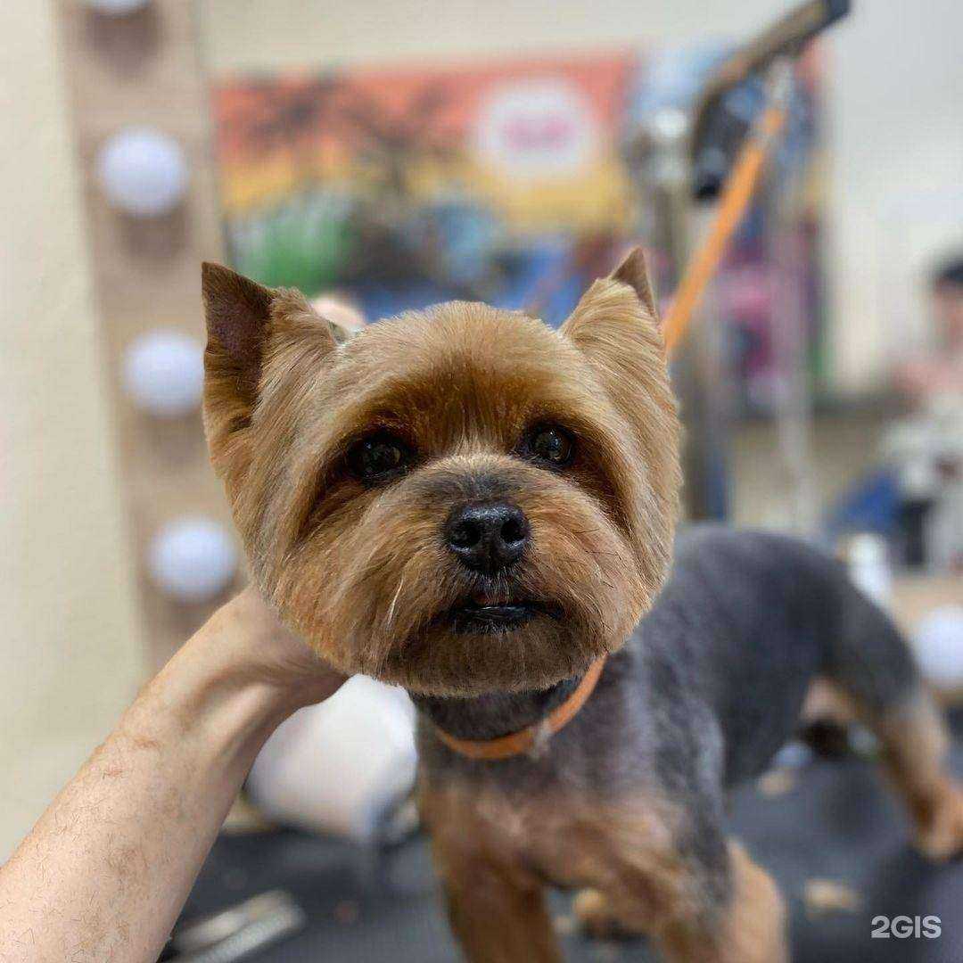 Отзывы на компанию Mr BarberDog в Южно-Сахалинске c фото