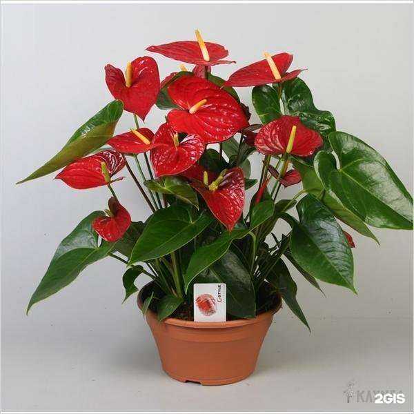 Отзывы на компанию Клумба в г. Екатеринбург c фото