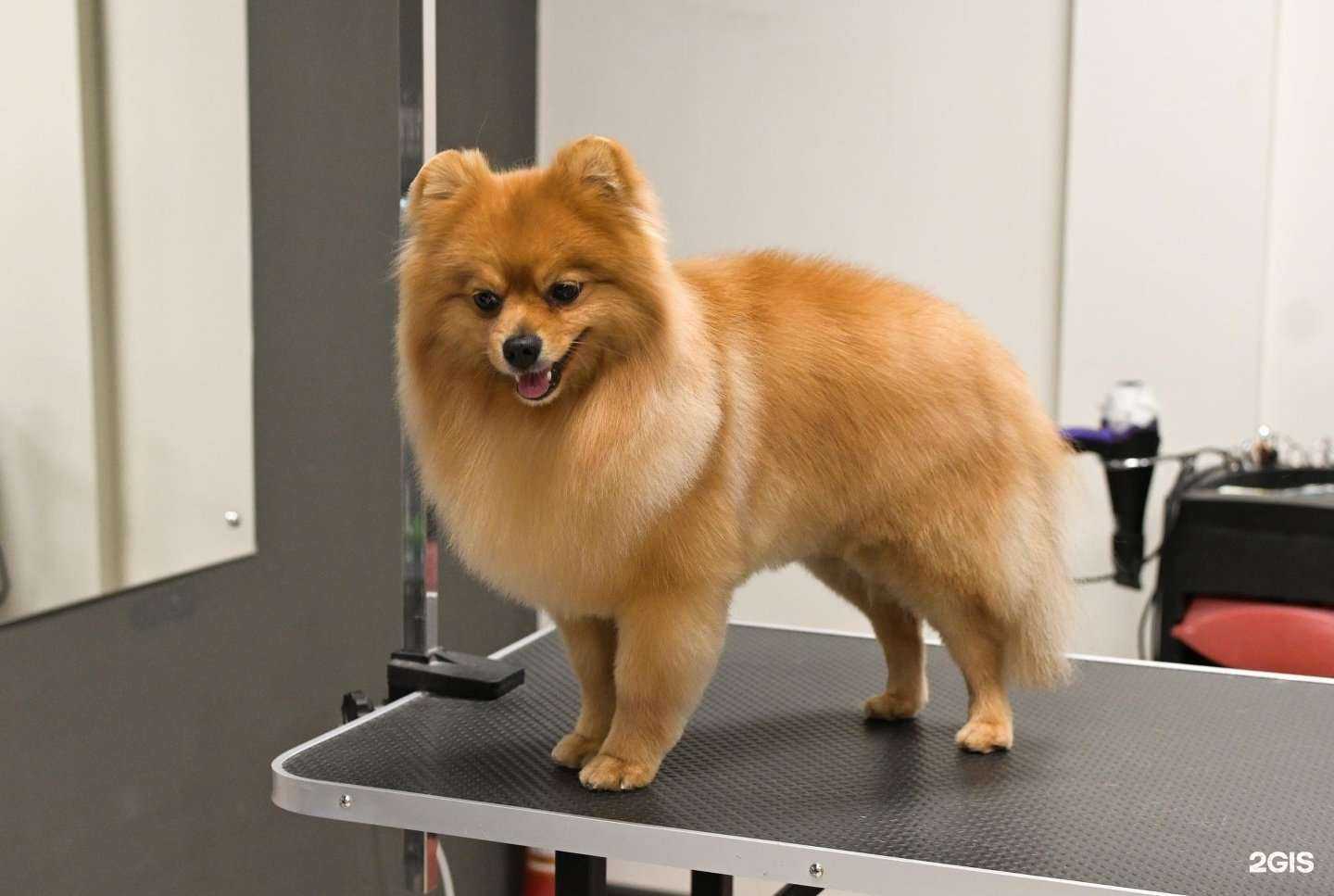 Отзывы на компанию Agrooming salon в г. Тюмень c фото