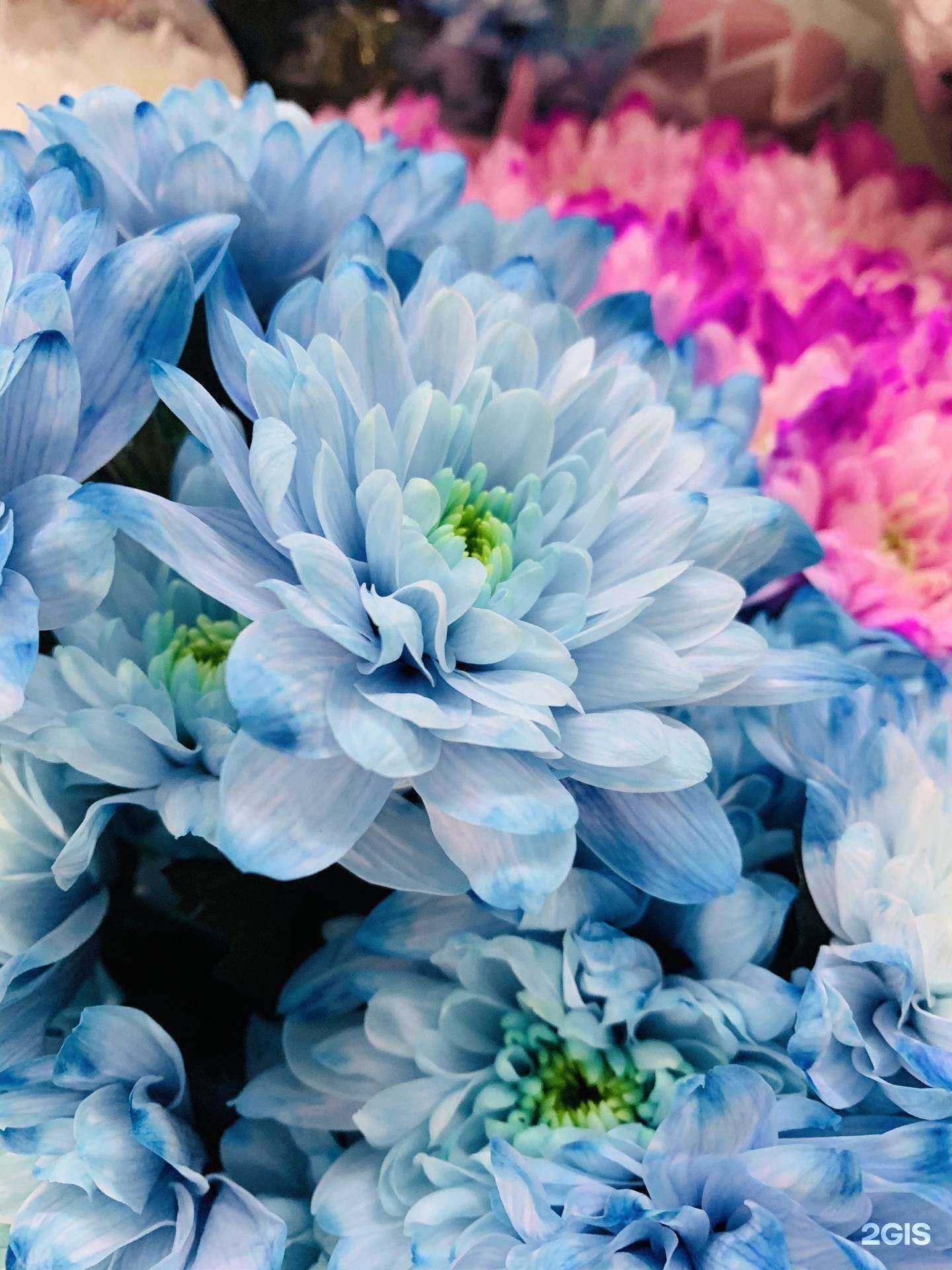 Отзывы на компанию Аленький цветочек в Красноярске c фото