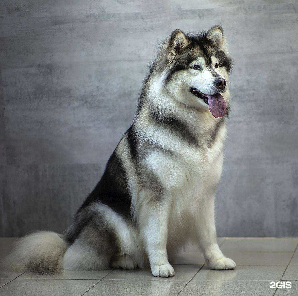 Отзывы на компанию Дай лапу в Казани c фото