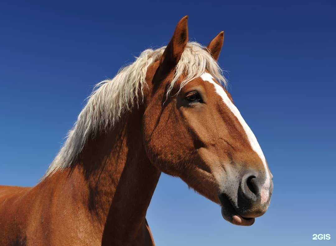 Отзывы на компанию Loshadok.net в г. Тюмень c фото