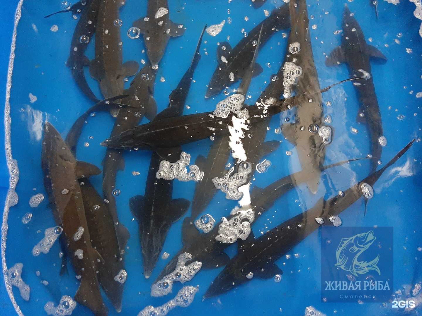 Отзывы на компанию Рыбная компания в г. Смоленск c фото