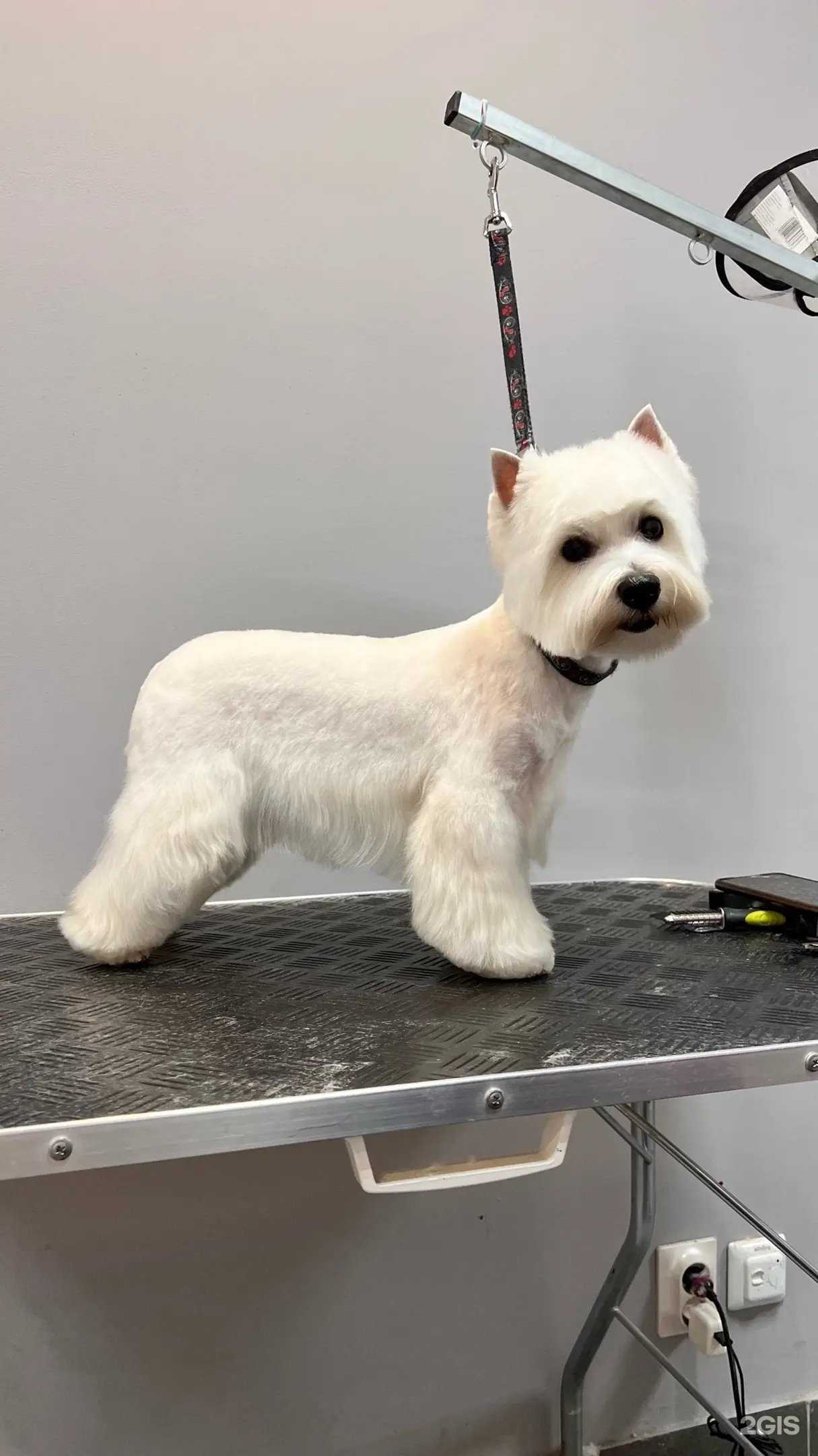 Отзывы на компанию Superdog в Челябинске c фото