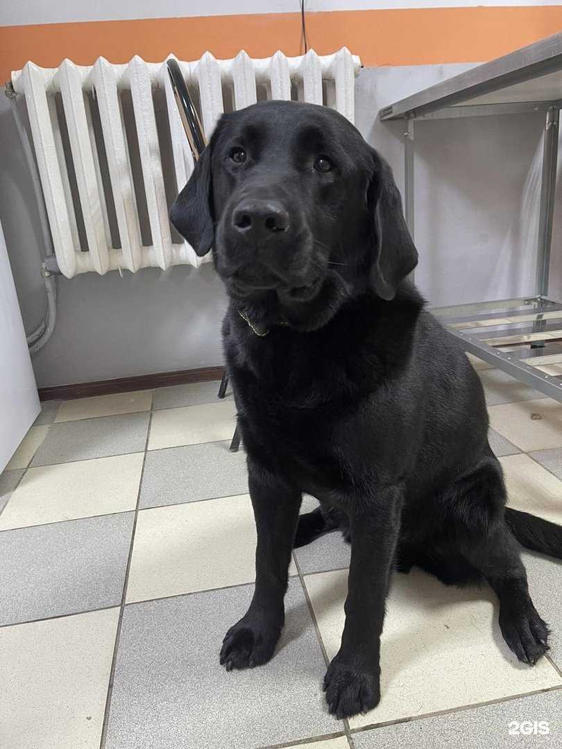 Отзывы на компанию Симба в г. Владимир c фото