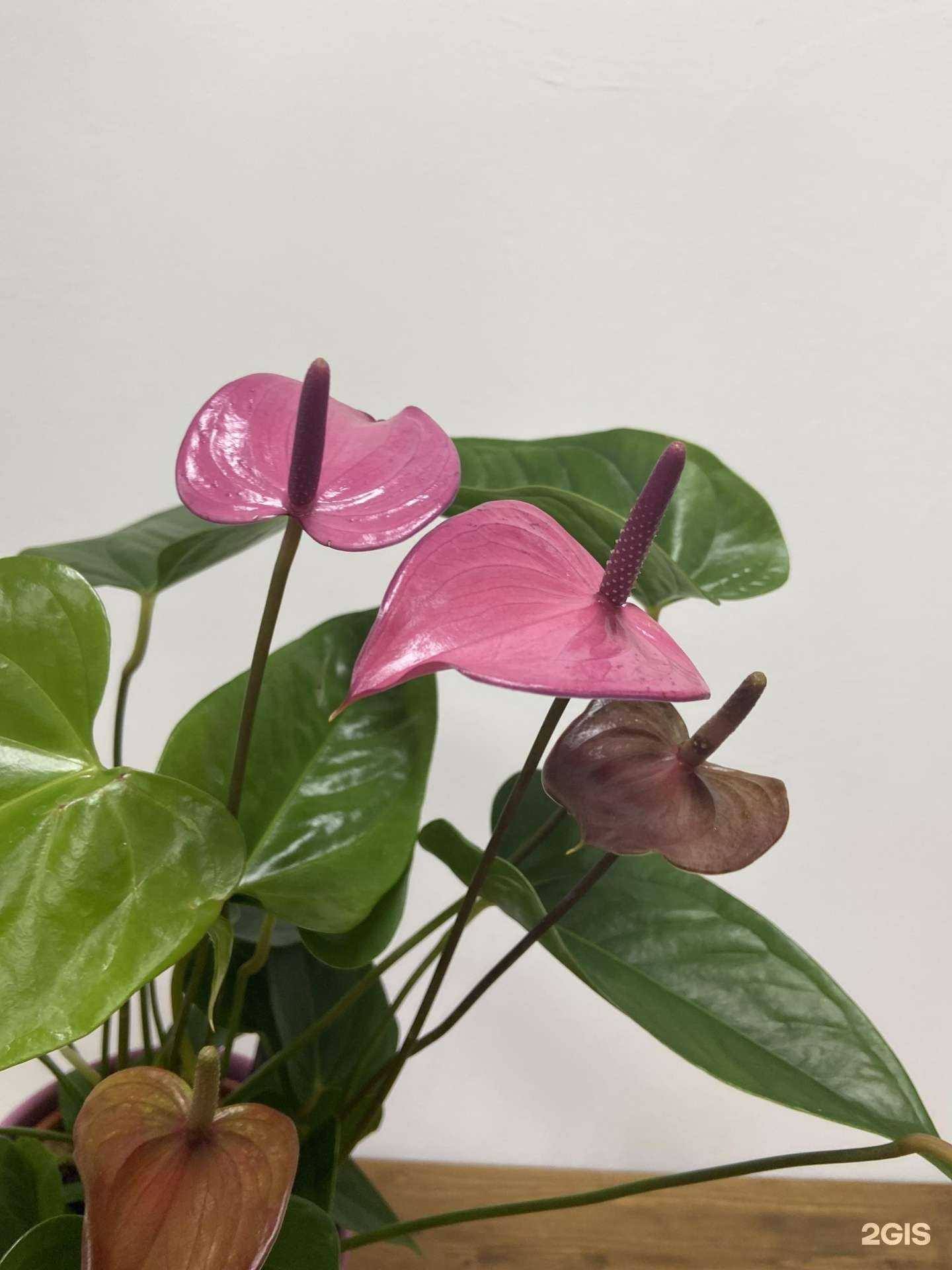 Отзывы на компанию Зелёный дом в Ханты-Мансийске c фото