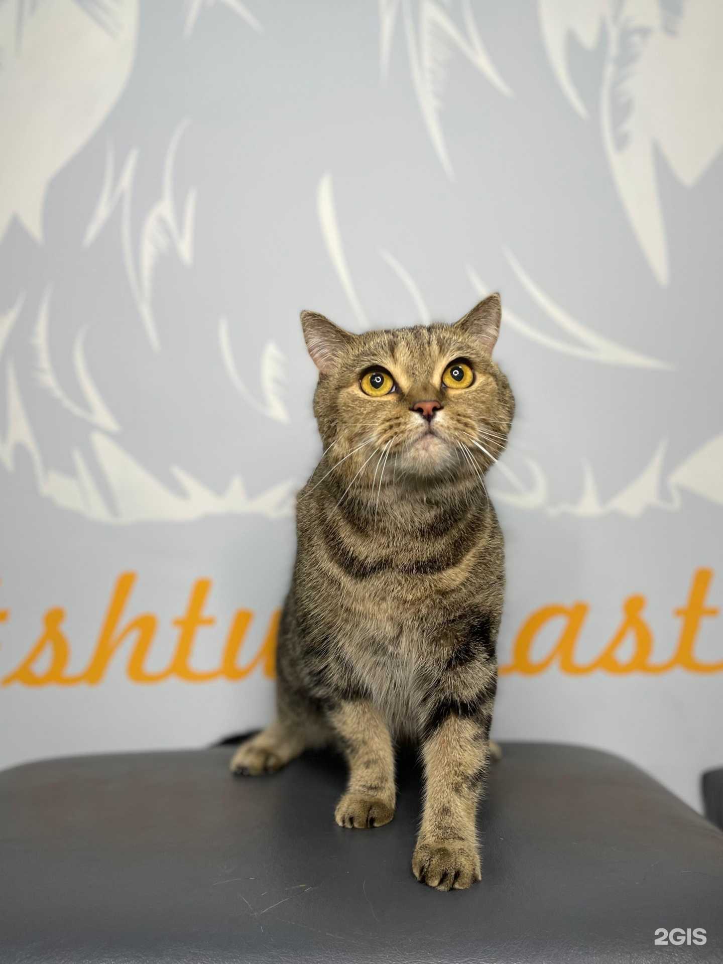 Отзывы на компанию Стильная штучка в г. Омск c фото