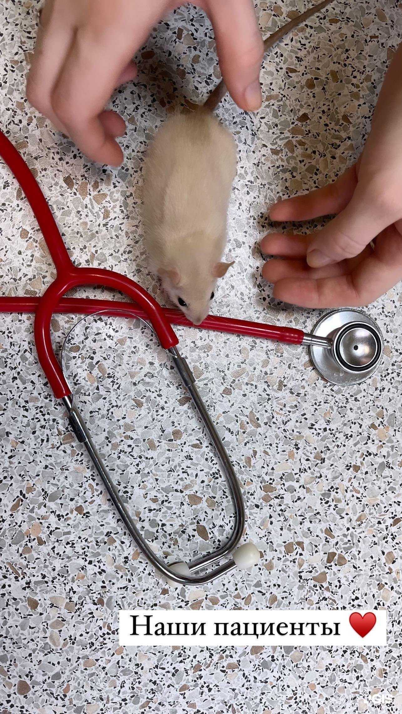 Отзывы на компанию Лапка в г. Анапа c фото