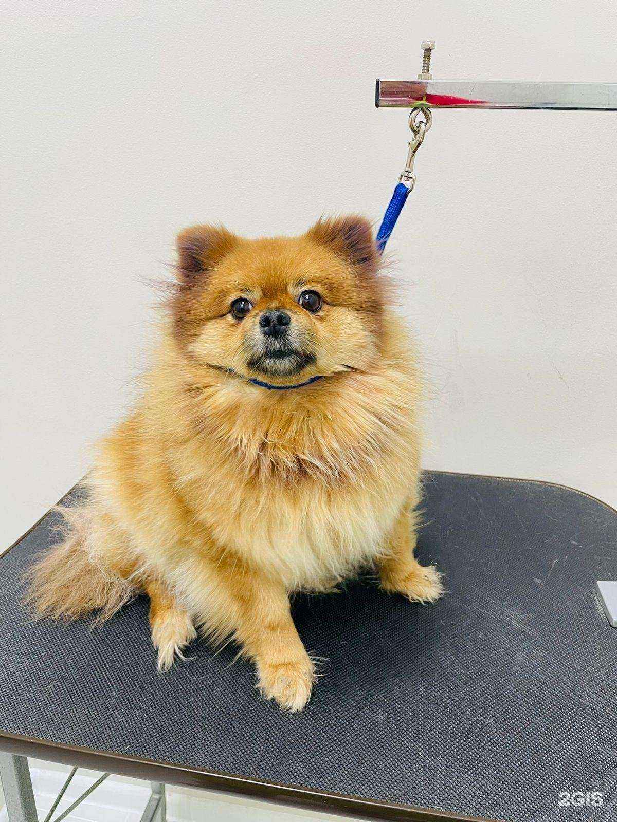 Отзывы на компанию Айболит в г. Якутск c фото