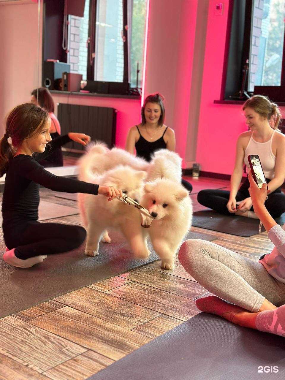 Отзывы на компанию Puppyogaclub  в Казани c фото
