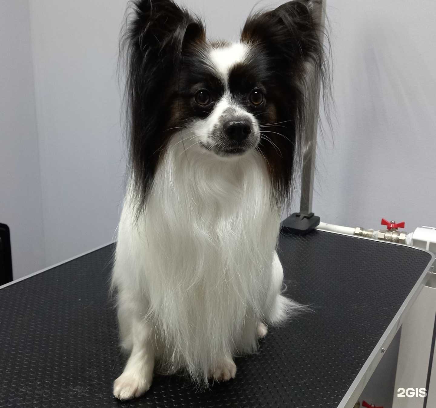 Отзывы на компанию ГрумингСтиль в Перми c фото