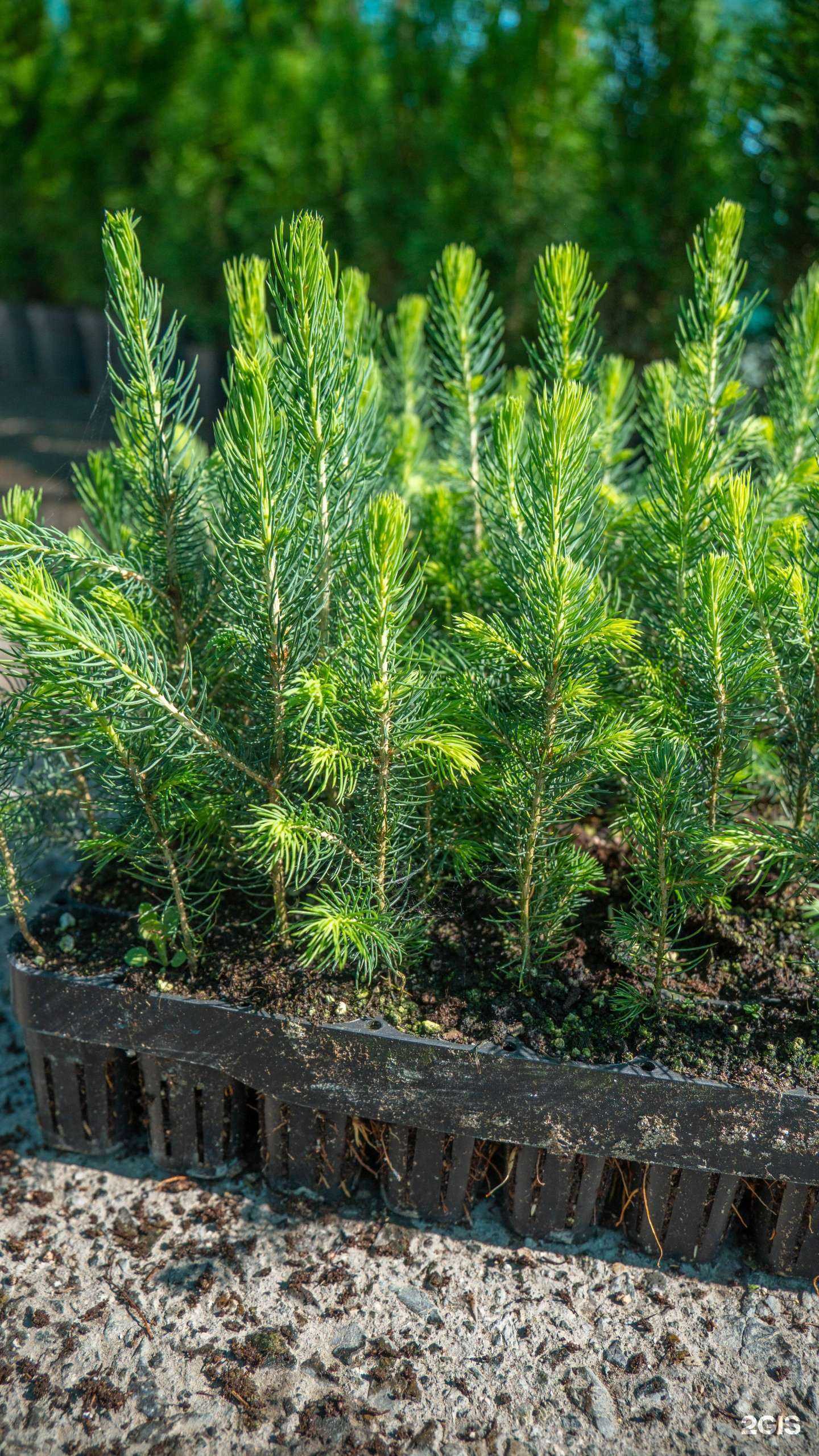 Отзывы на компанию Братья Ёлкины в г. Новосибирск c фото