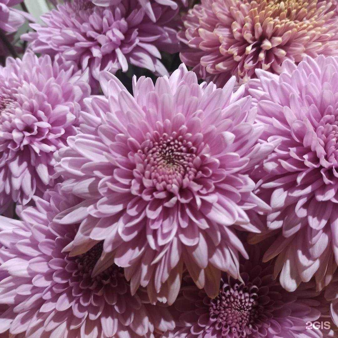 Отзывы на компанию Цветочный павильон в Волжском c фото