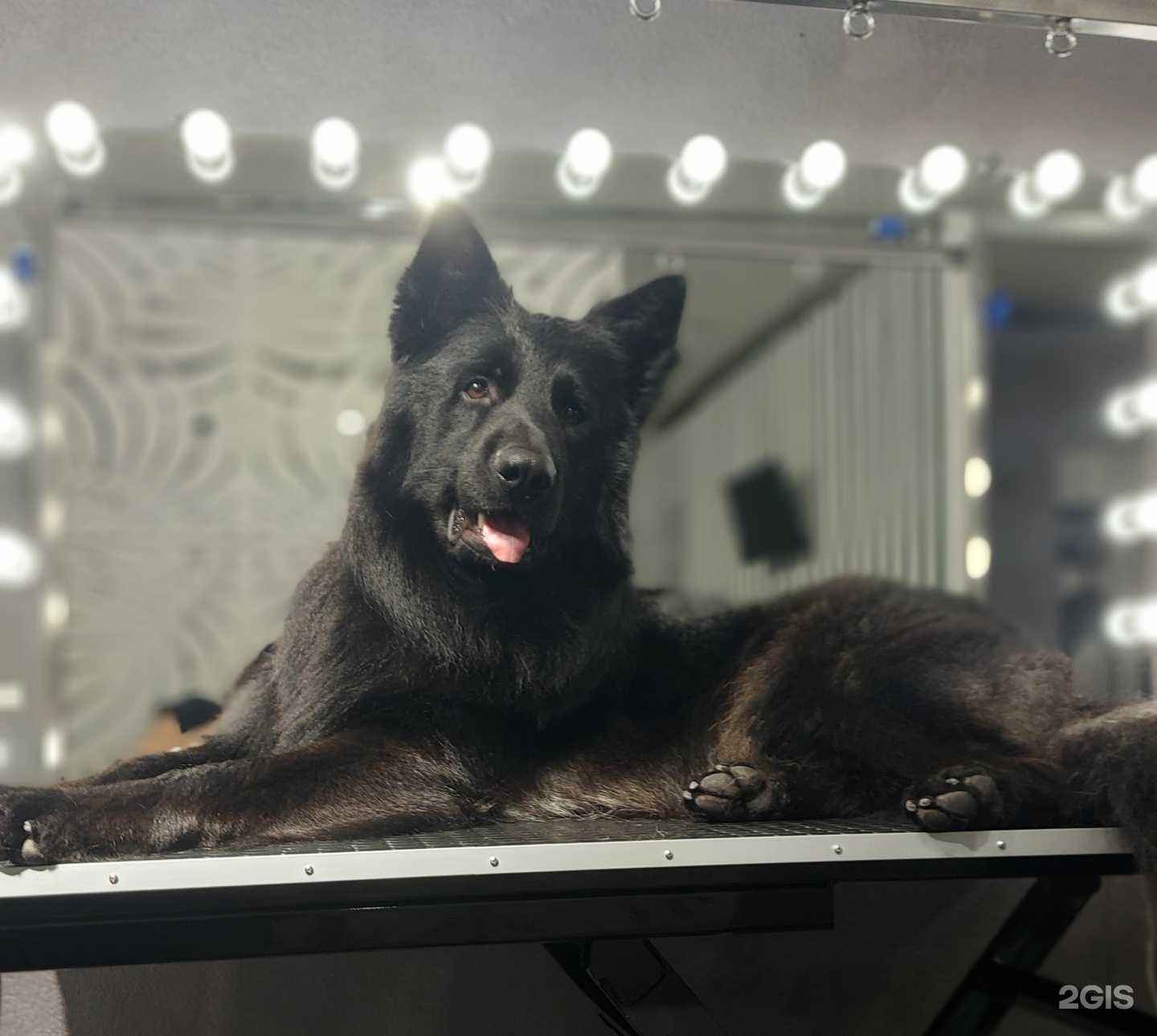 Отзывы на компанию Альфа Грум в г. Хабаровск c фото