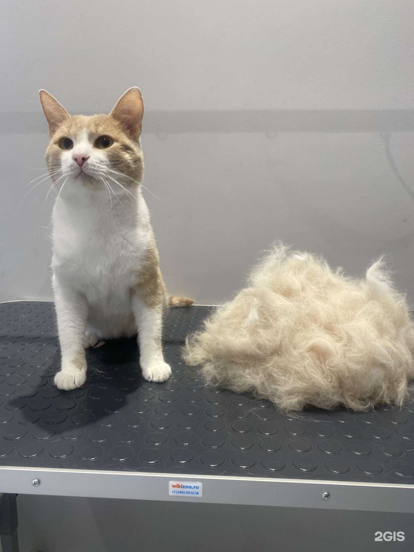 Отзывы на компанию Shaggy в г. Казань c фото