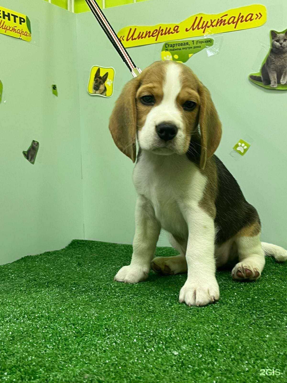 Отзывы на компанию Империя Мухтара в Новосибирске c фото