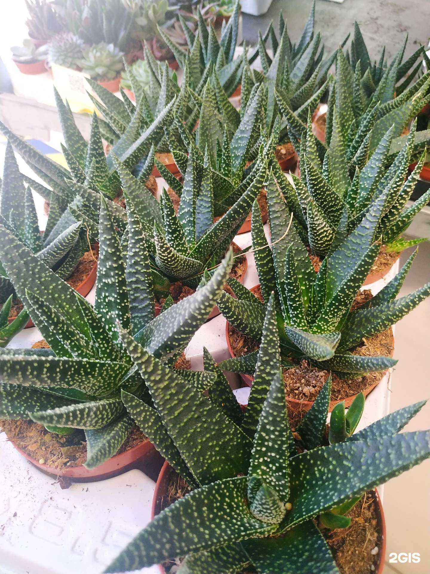 Отзывы на компанию Planty Flora в Новороссийске c фото