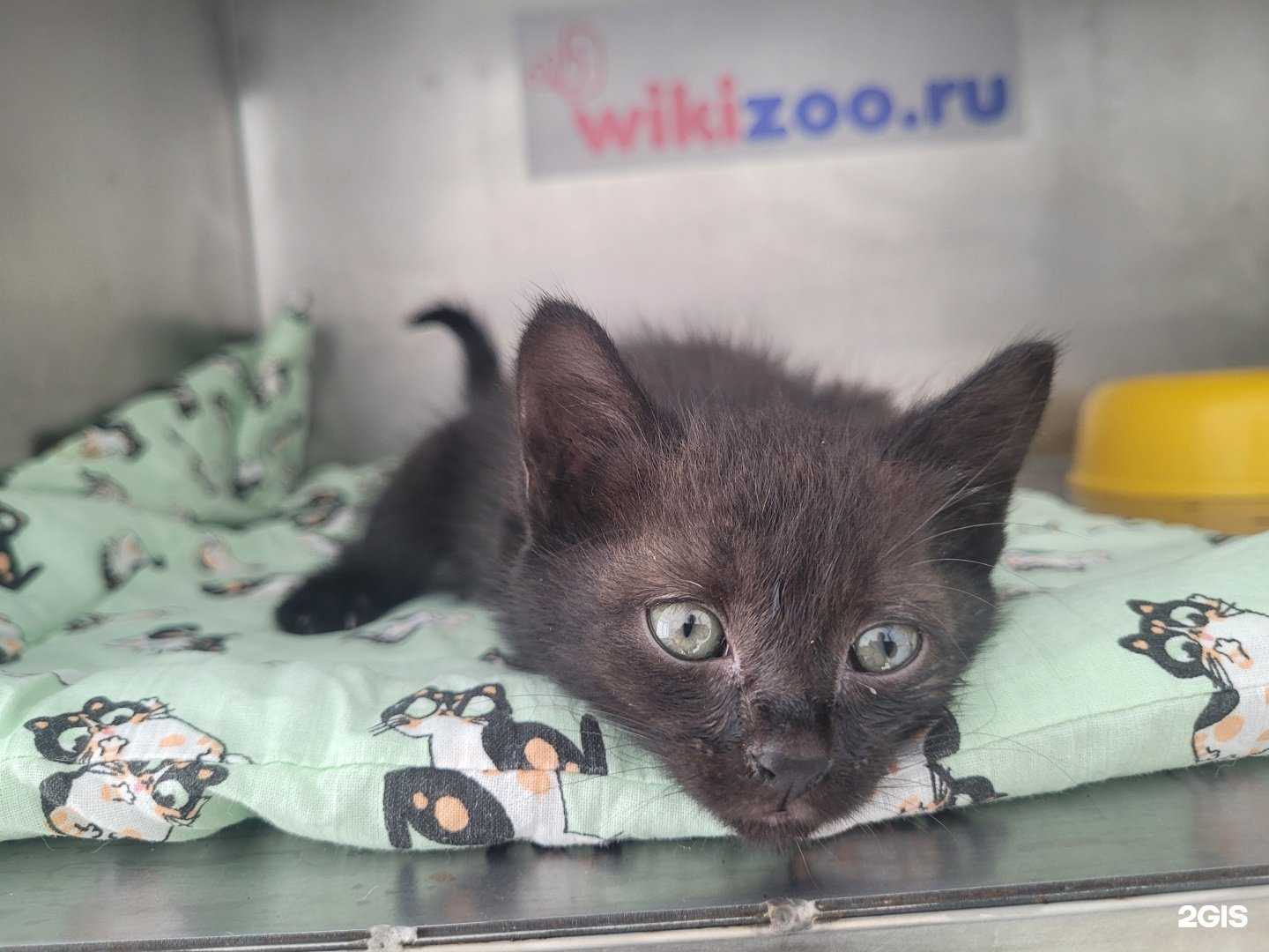 Отзывы на компанию Велес в Находке c фото