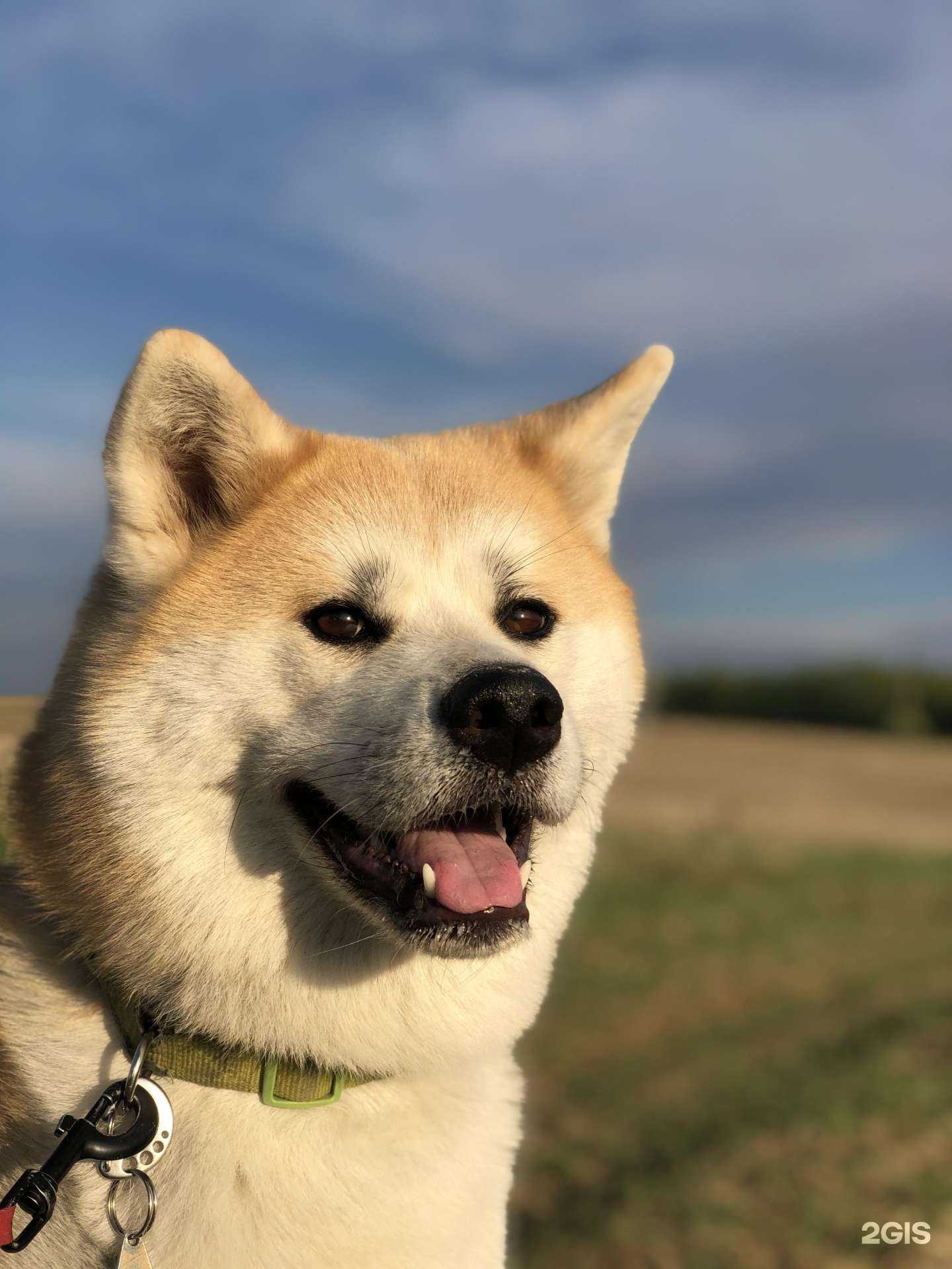 Отзывы на компанию Зоогостиница в г. Иркутск c фото