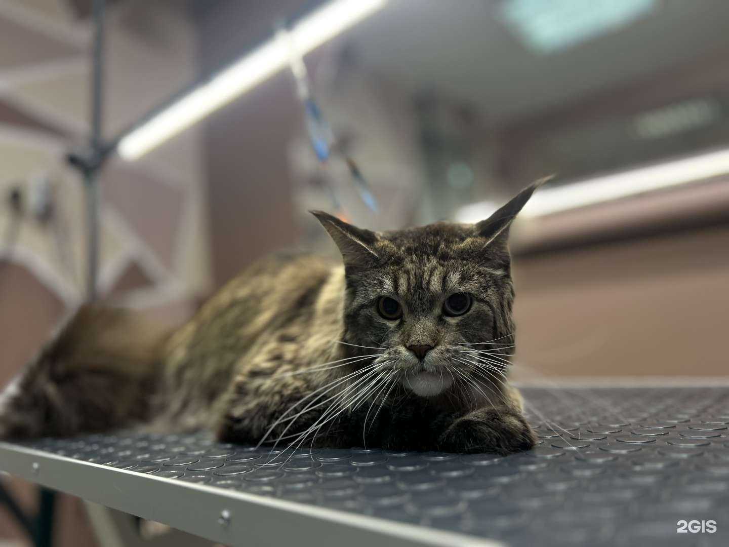 Отзывы на компанию ProDog в Новокузнецке c фото