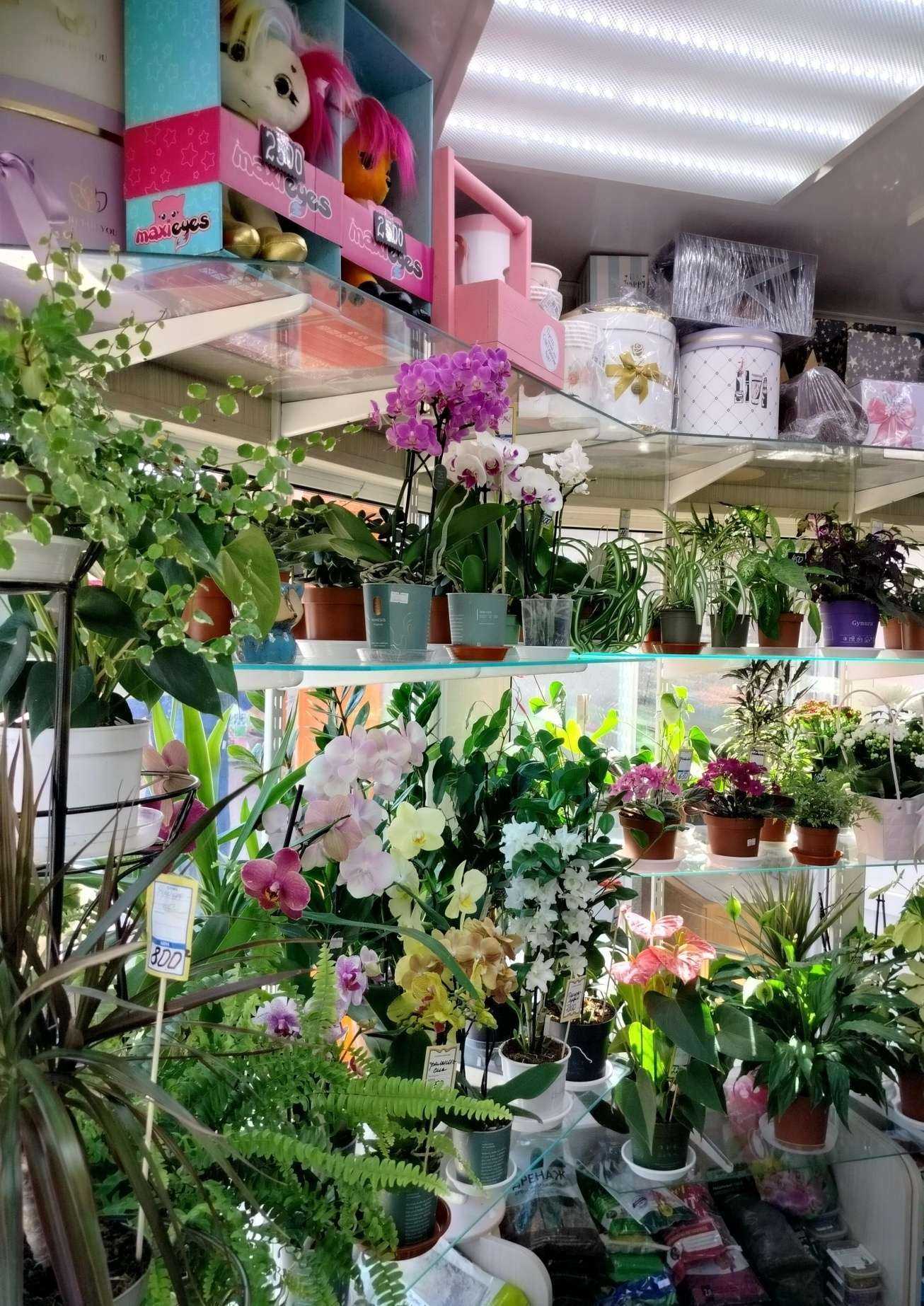 Отзывы на компанию Цветочный магазин в г. Орехово-Зуево c фото