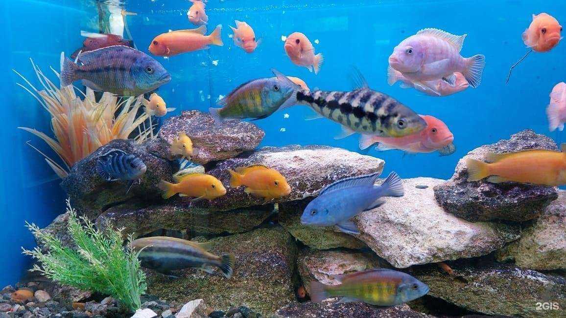 Отзывы на компанию РИФ в Ставрополе c фото