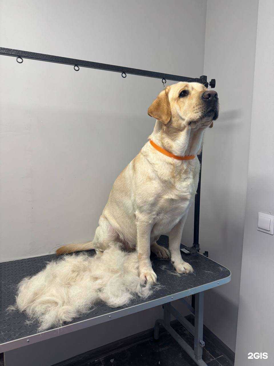 Отзывы на компанию Мокрый нос в г. Самара c фото