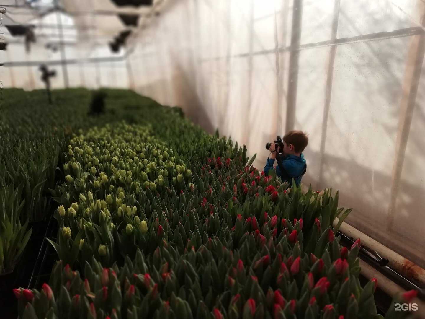 Отзывы на компанию Porolov. Цветочная история в Волгограде c фото