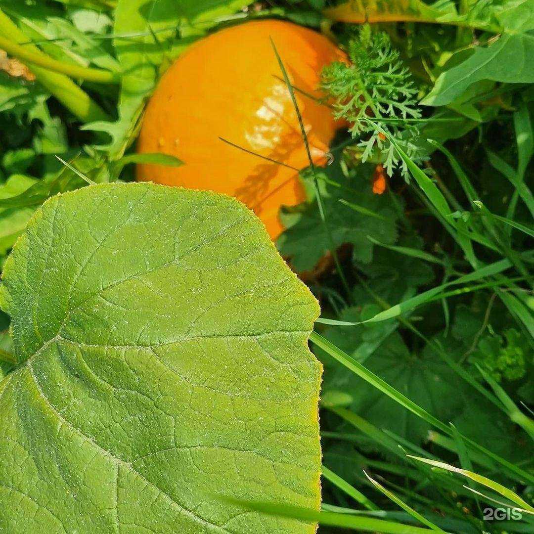 Отзывы на компанию British cat в Ревде c фото