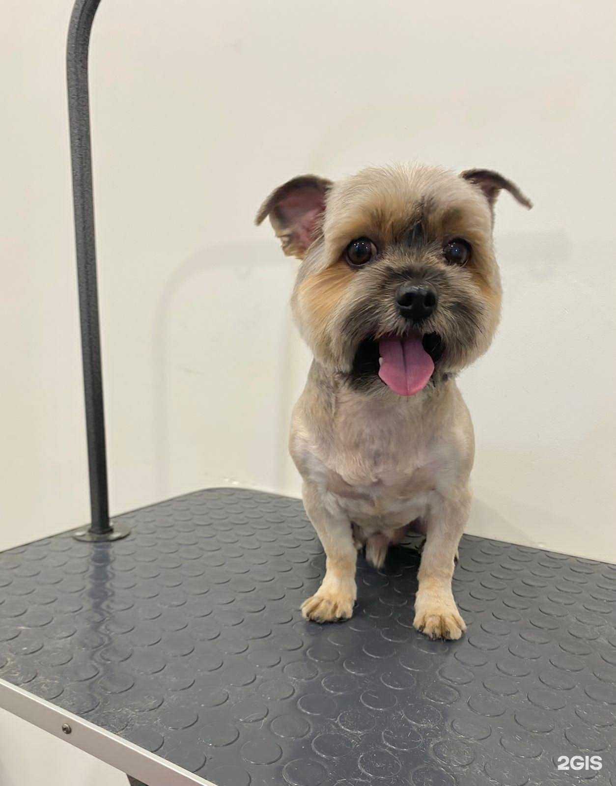 Отзывы на компанию Кениг грум в Калининграде c фото