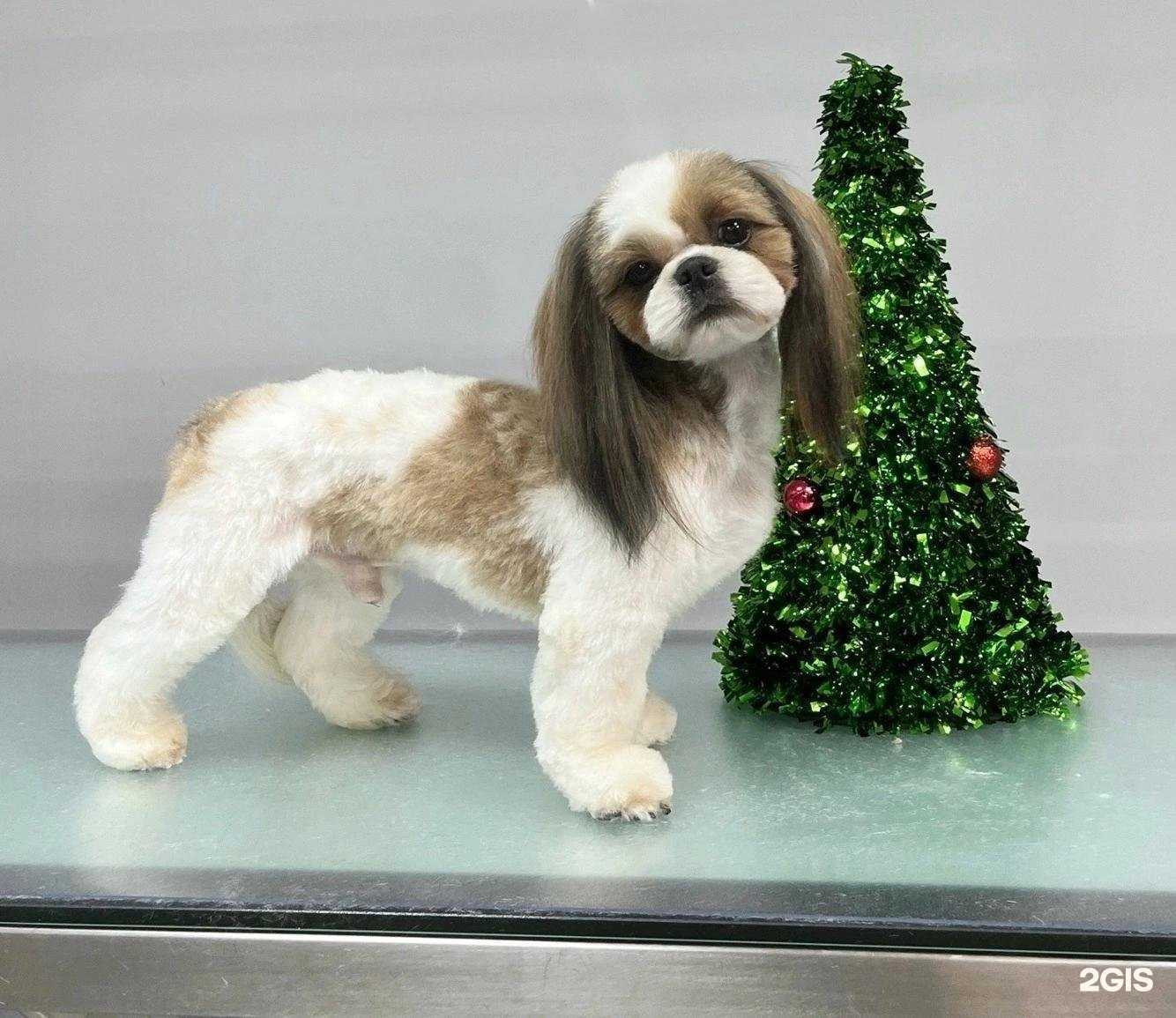 Отзывы на компанию Наш Groomер в г. Ярославль c фото