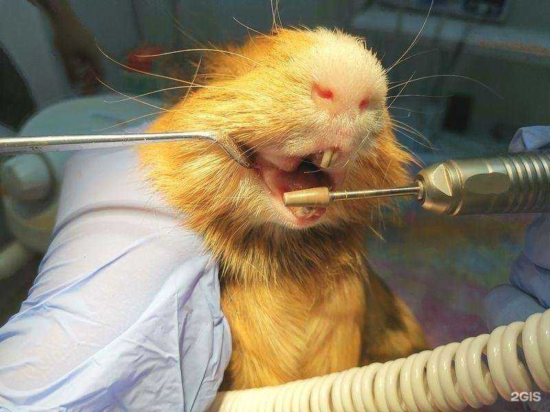 Отзывы на компанию Зоомагия в Тюмени c фото