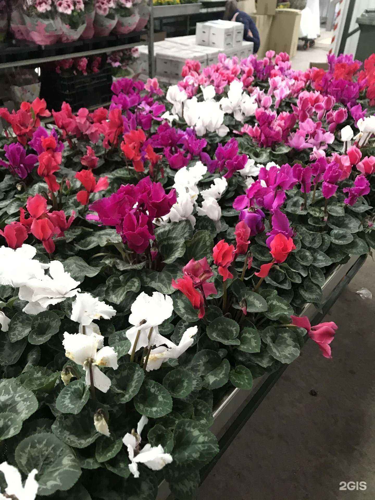 Отзывы на компанию Center-Flowers в г. Пятигорск c фото