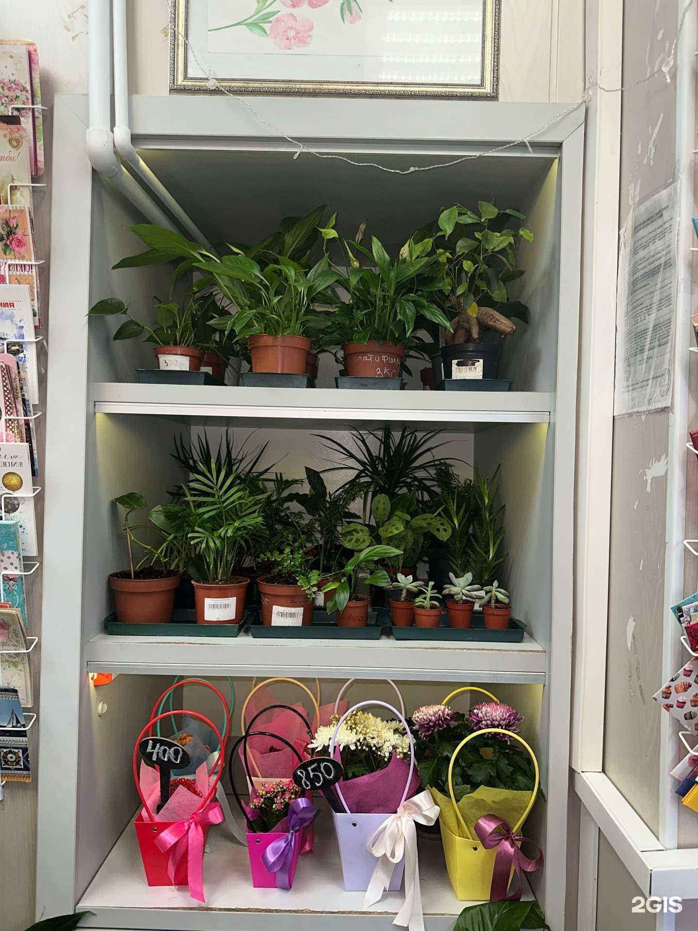 Отзывы на компанию Первый цветочный  в г. Архангельск c фото