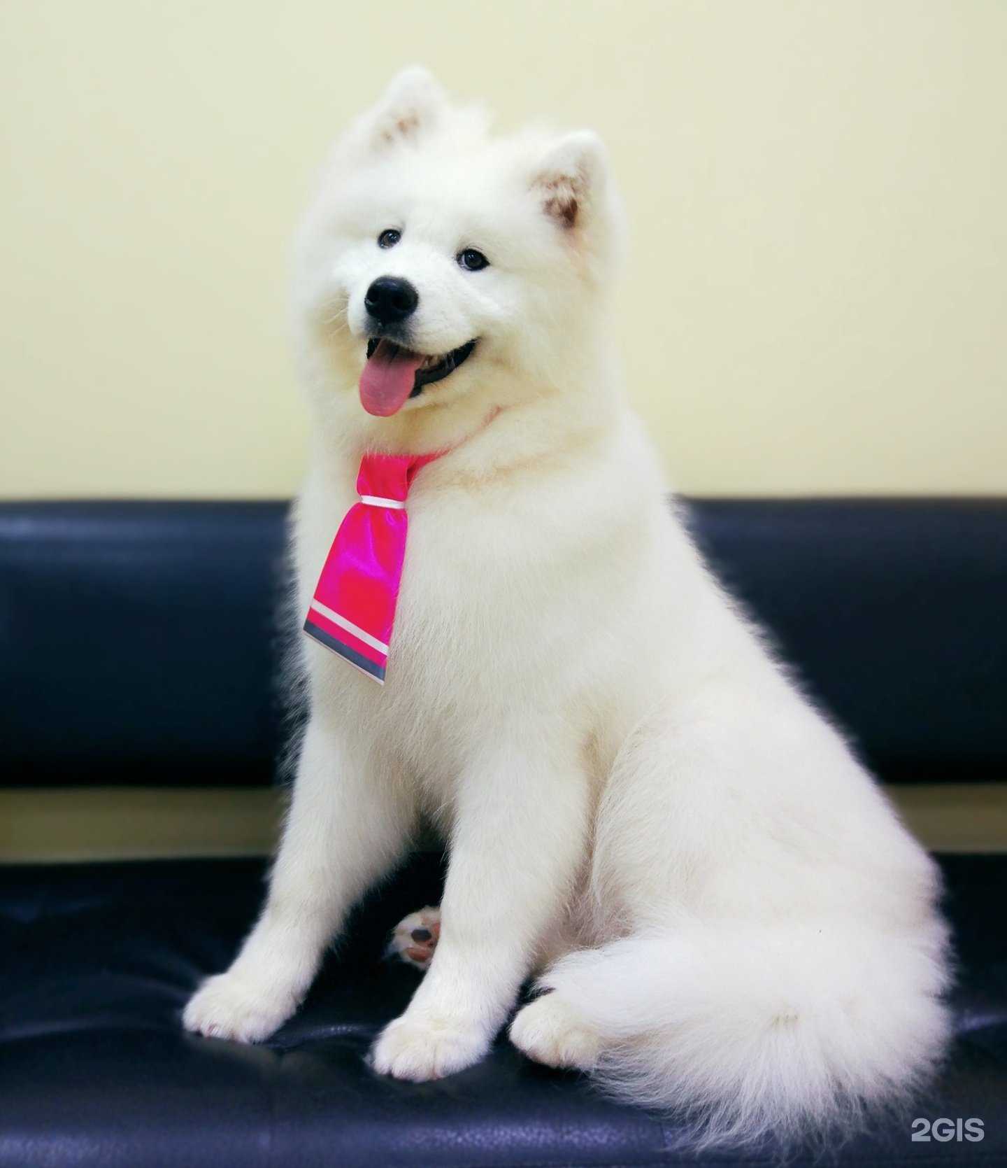 Отзывы на компанию Мастер Собакин в Дубне c фото