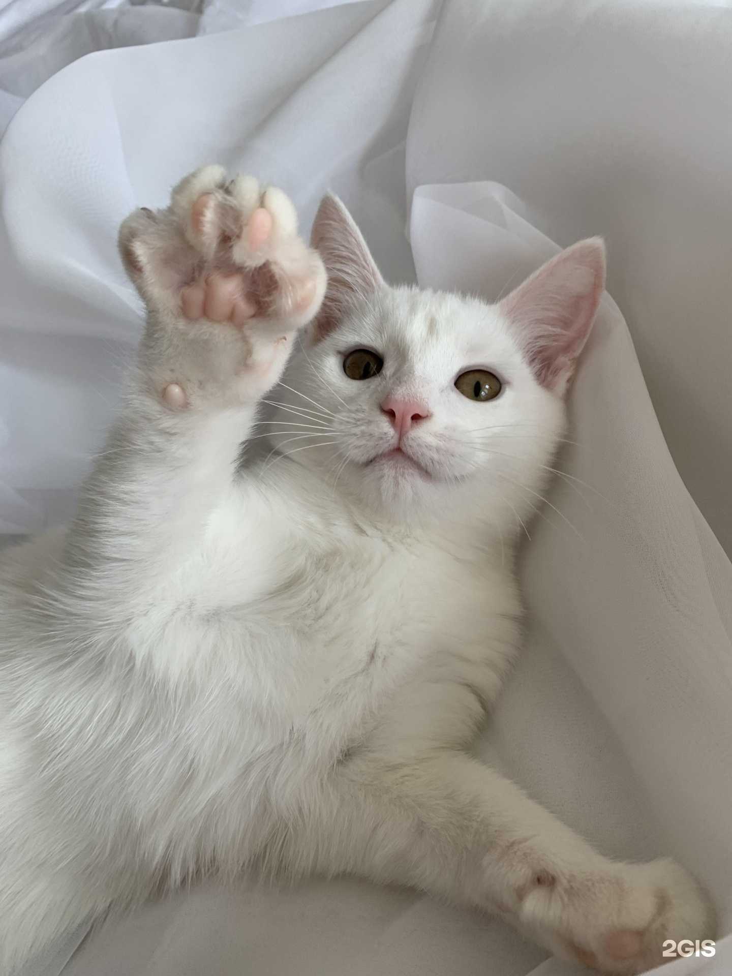 Отзывы на компанию Барс в г. Новочебоксарск c фото