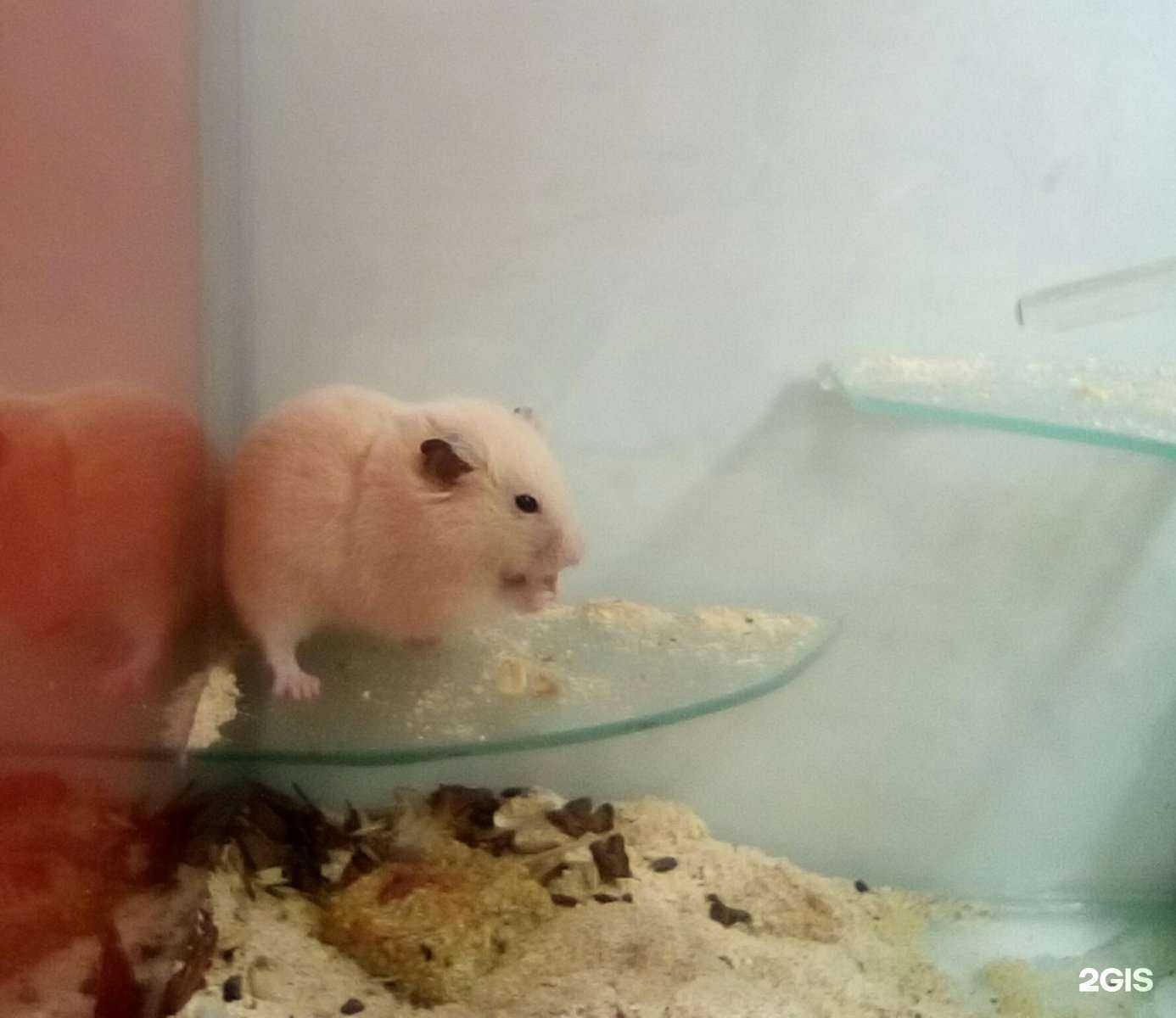 Отзывы на компанию Отличная порода в г. Курск c фото