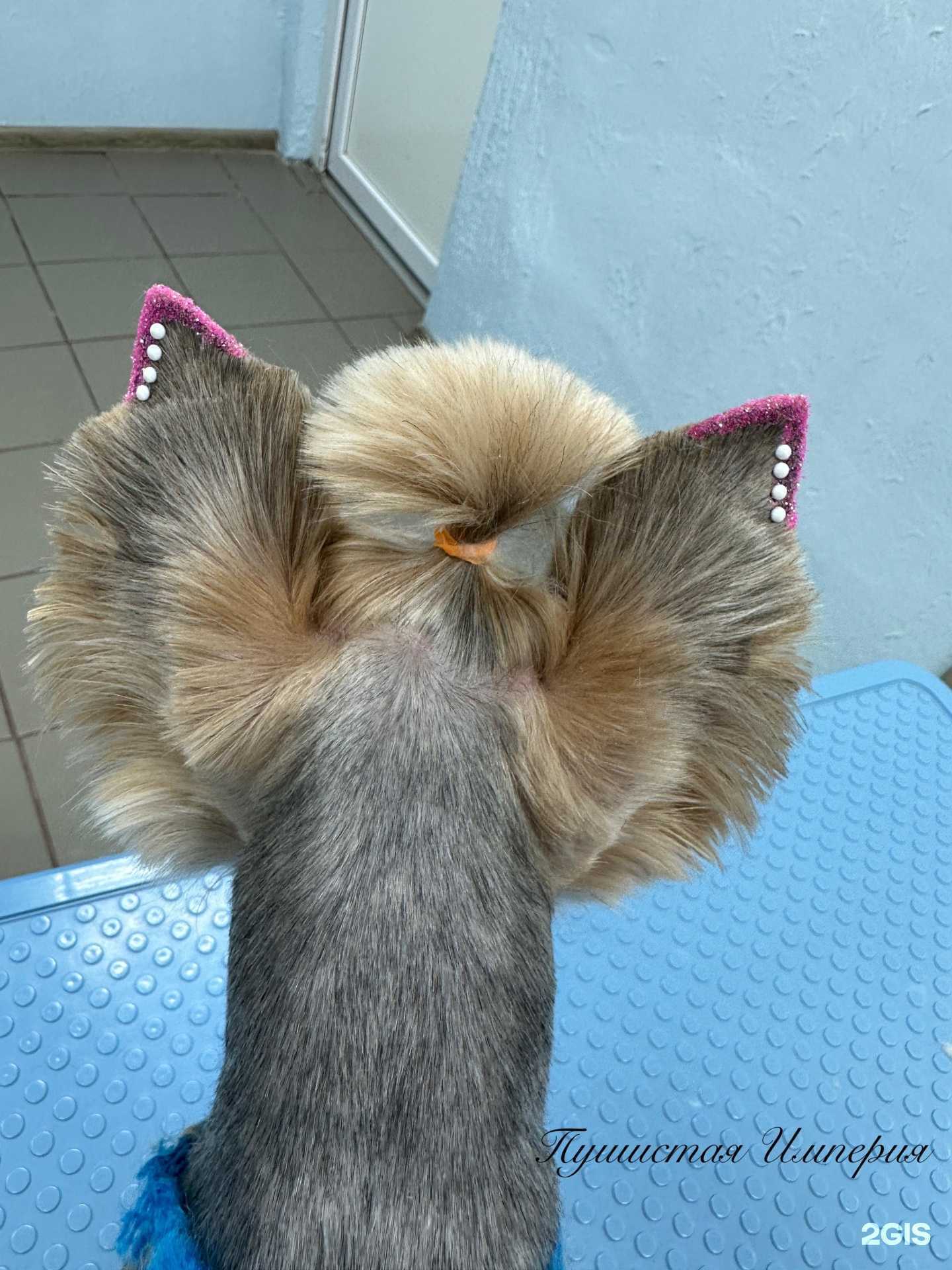 Отзывы на компанию Пушистая империя в Добрянке c фото