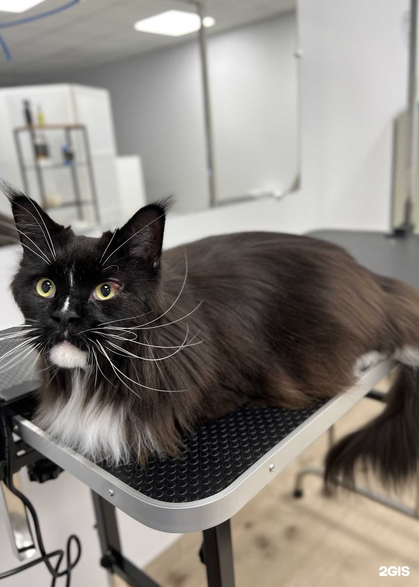 Отзывы на компанию Грум.Рум в Белгороде c фото