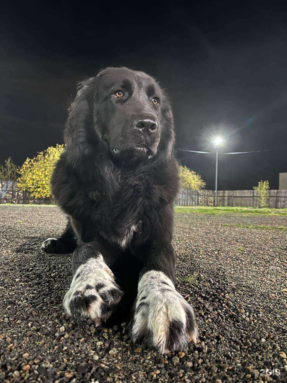 Отзывы на компанию Тёплые лапки в Мурманске c фото