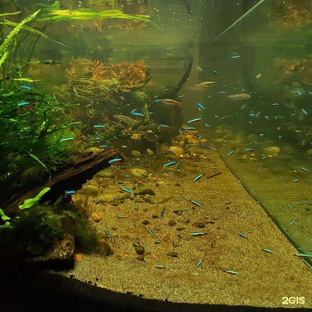 Отзывы на компанию Акваапотике в г. Воронеж c фото