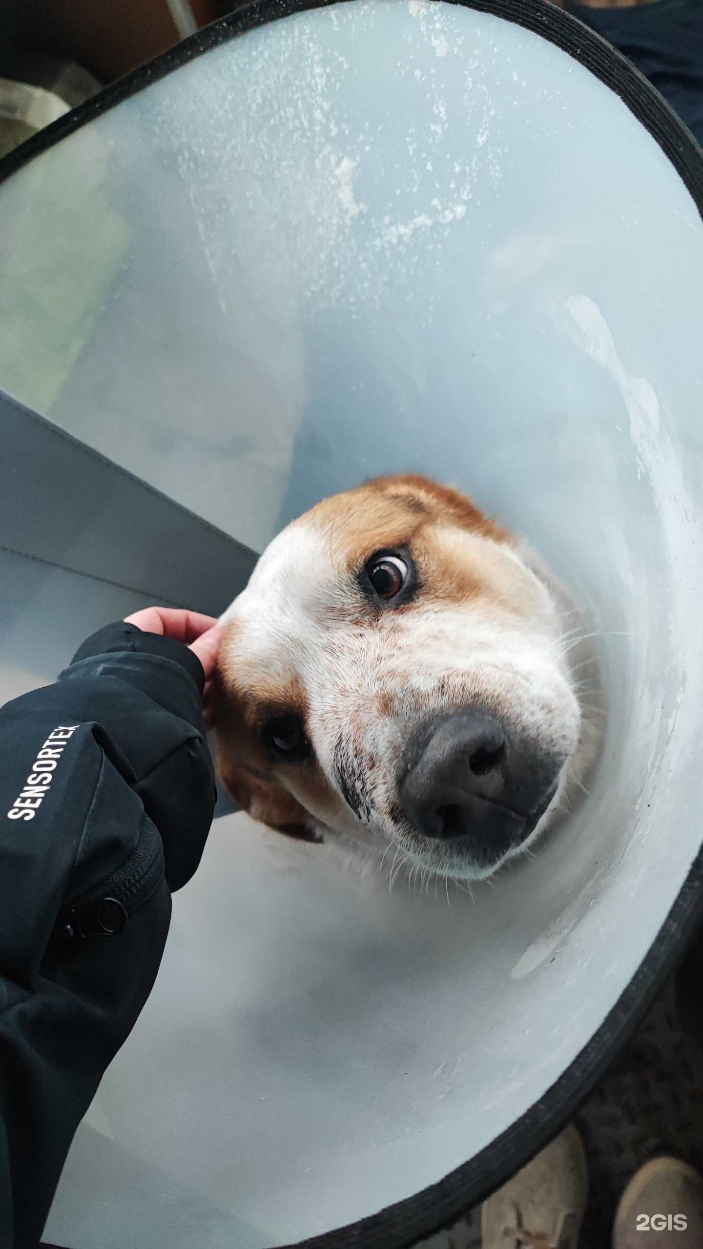 Отзывы на компанию Нововет в Новосибирске c фото