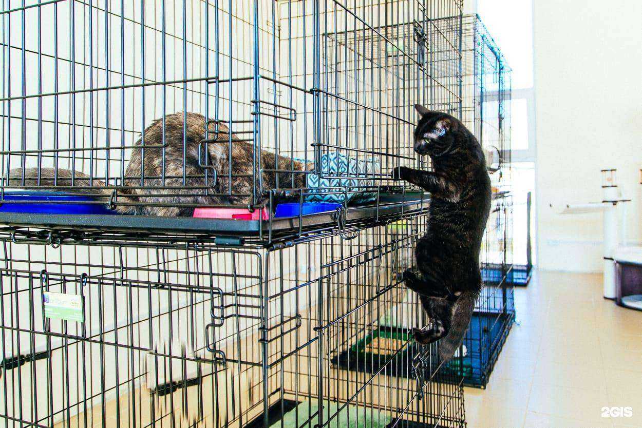 Отзывы на компанию Zootel.sochi в г. Сочи c фото